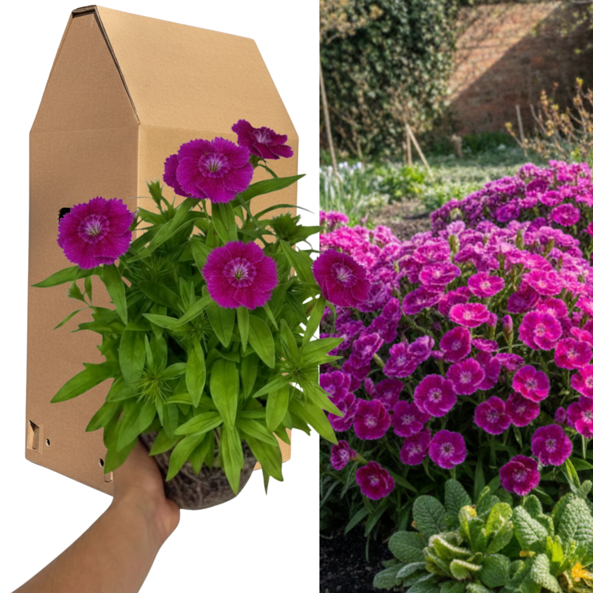 Dianthus 'Dart Purple'
