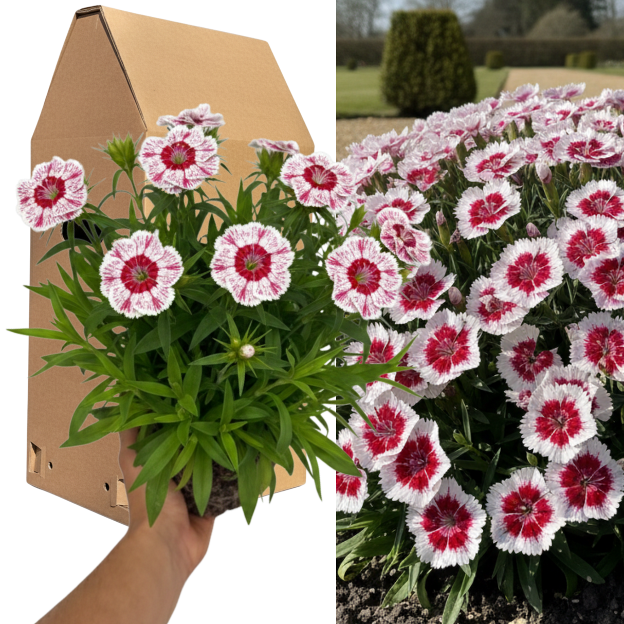 Dianthus 'Dart Red White Picotee'