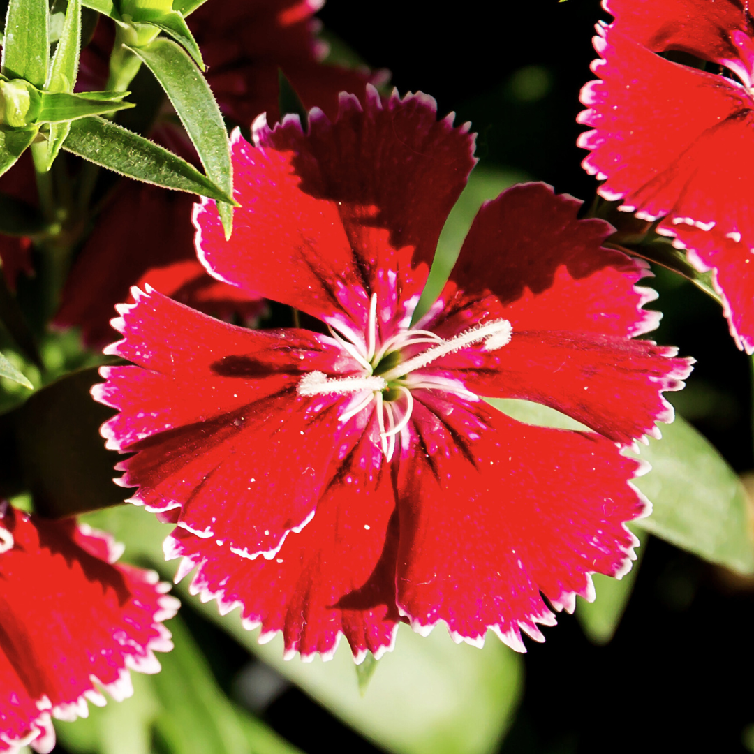 Dianthus 'Deep Red' from Cedar Nursery, Cobham