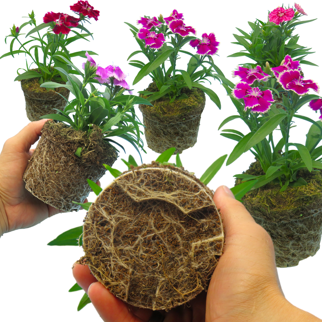 Dianthus 'Festival' Growers Selection from Cedar Nursery, Cobham
