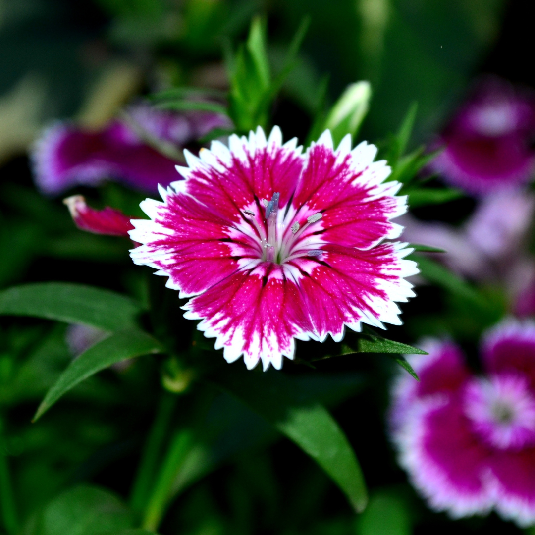 Dianthus 'Violet Picotee' from Cedar Nursery, Cobham