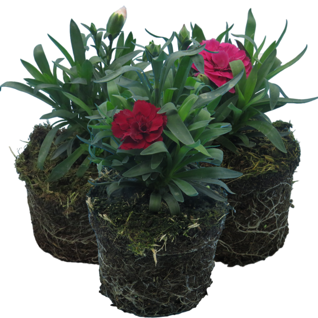 Dianthus caryophyllus Growers Selection from Cedar Nursery, Cobham