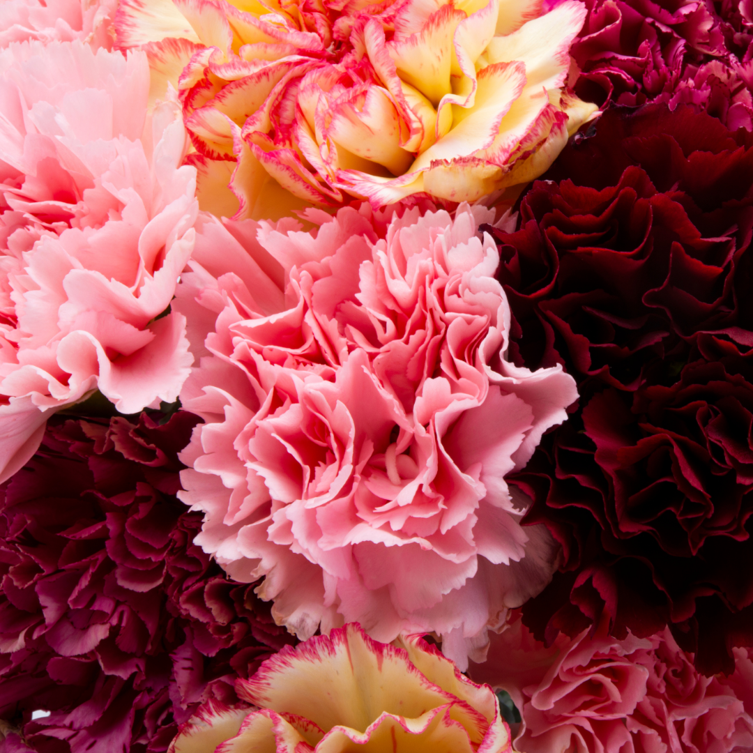 Dianthus caryophyllus Growers Selection from Cedar Nursery, Cobham