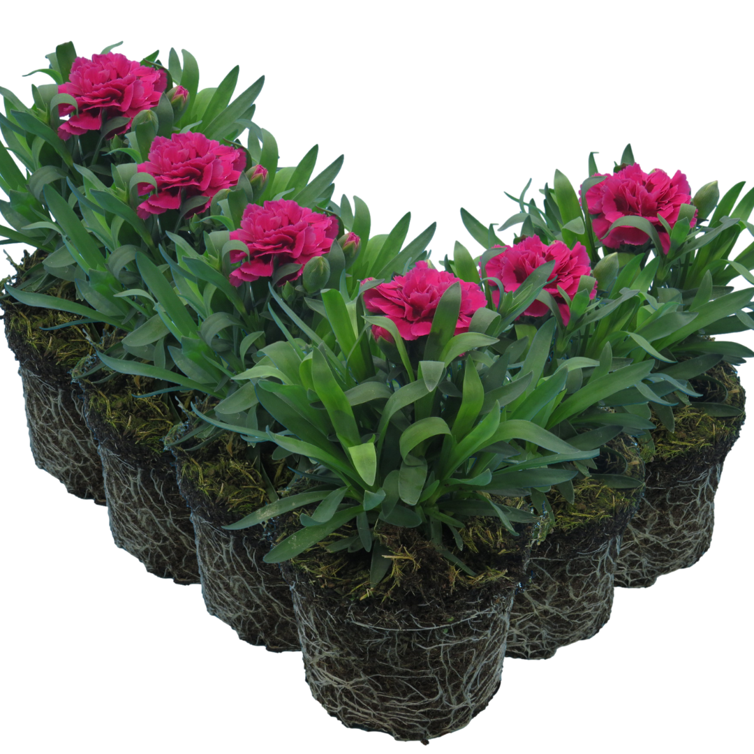 Dianthus caryophyllus 'Oscar' from Cedar Nursery, Cobham