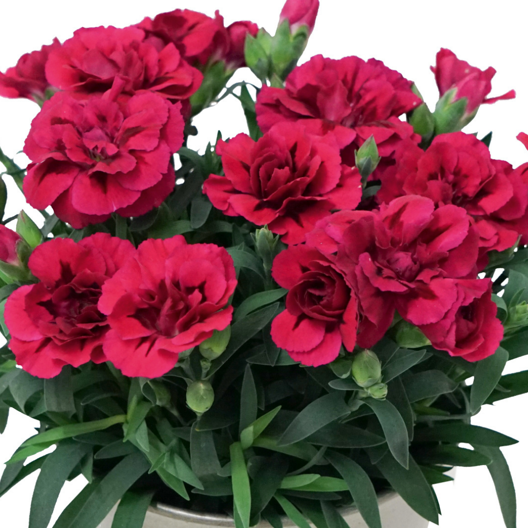 Dianthus caryophyllus 'Oscar' from Cedar Nursery, Cobham