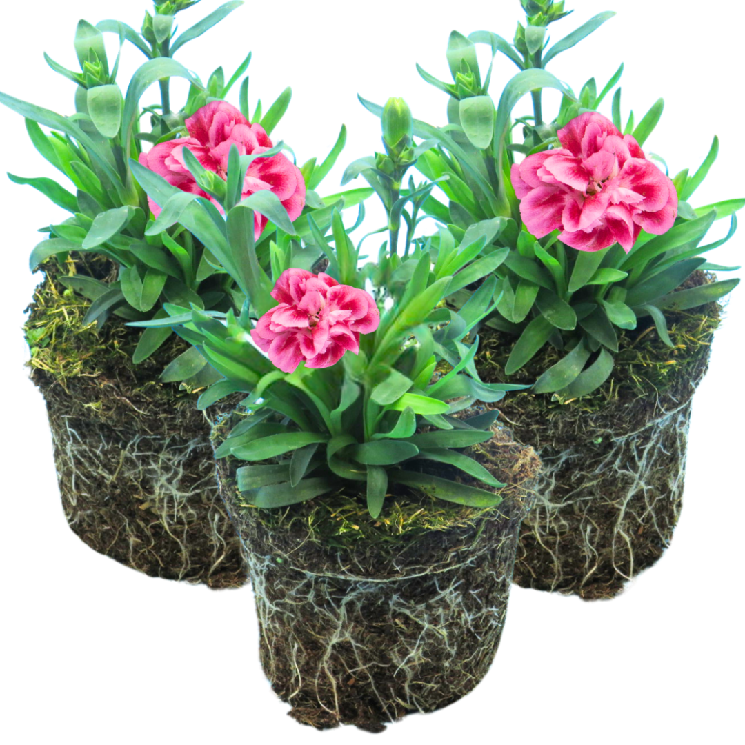 Dianthus 'Oscar Pink and Purple' from Cedar Nursery, Cobham