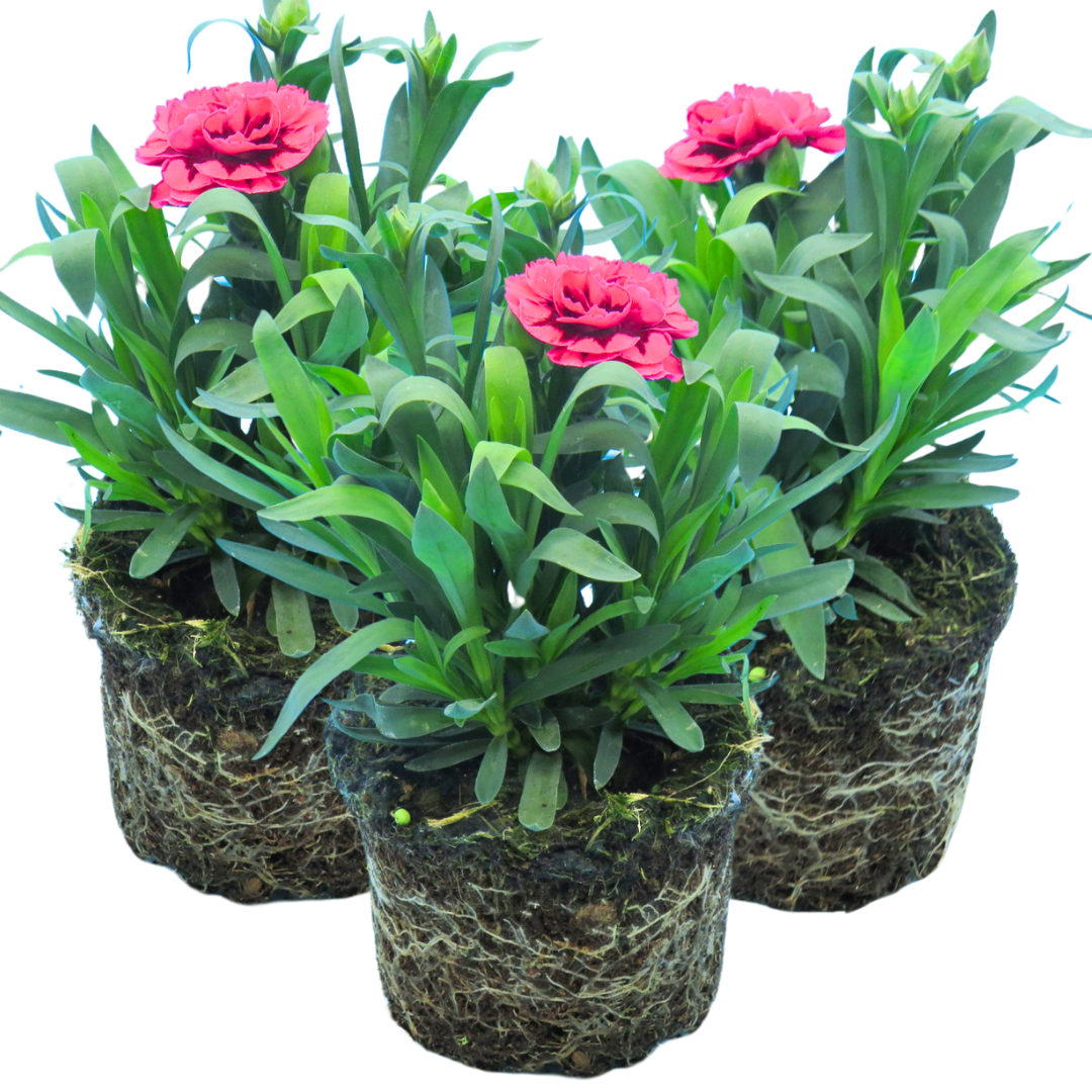 Dianthus 'Oscar Purple Wings' from Cedar Nursery, Cobham