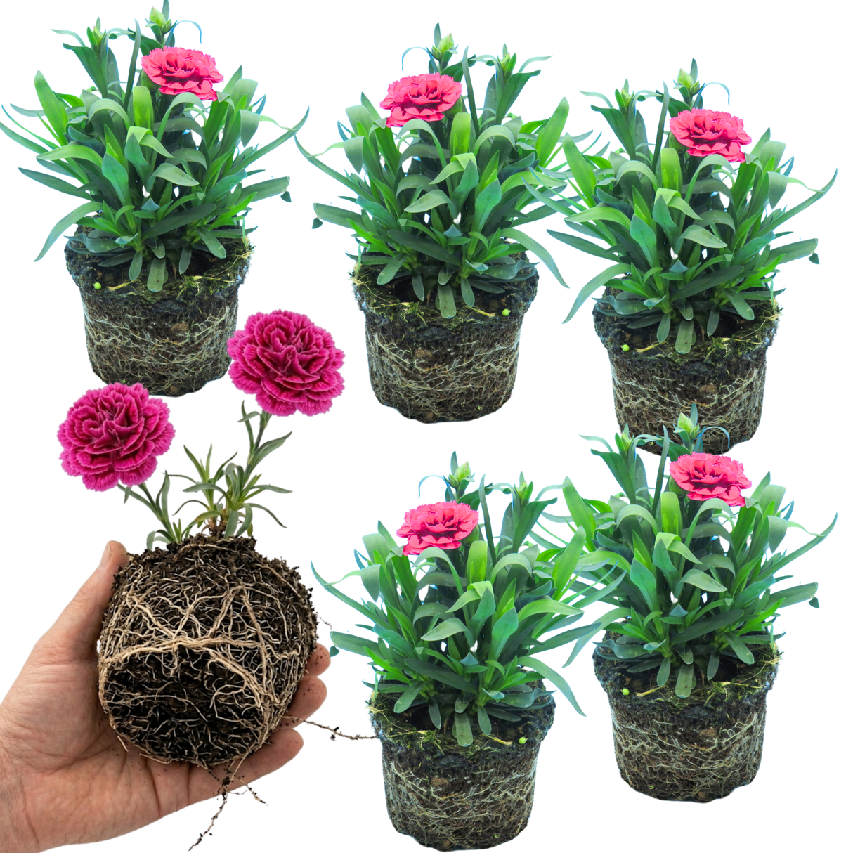 Dianthus 'Oscar Purple Wings'