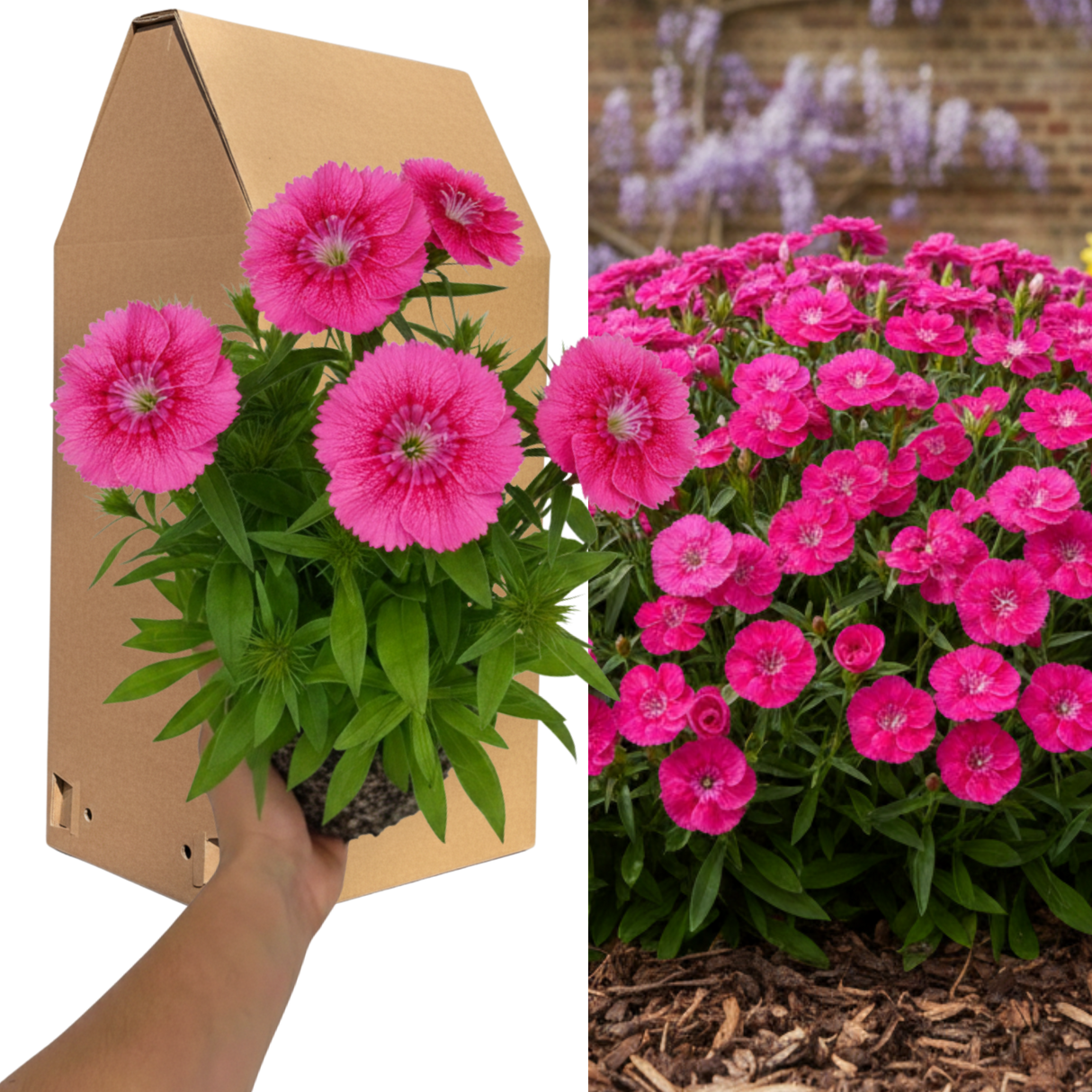 Dianthus 'Pink Celebration'