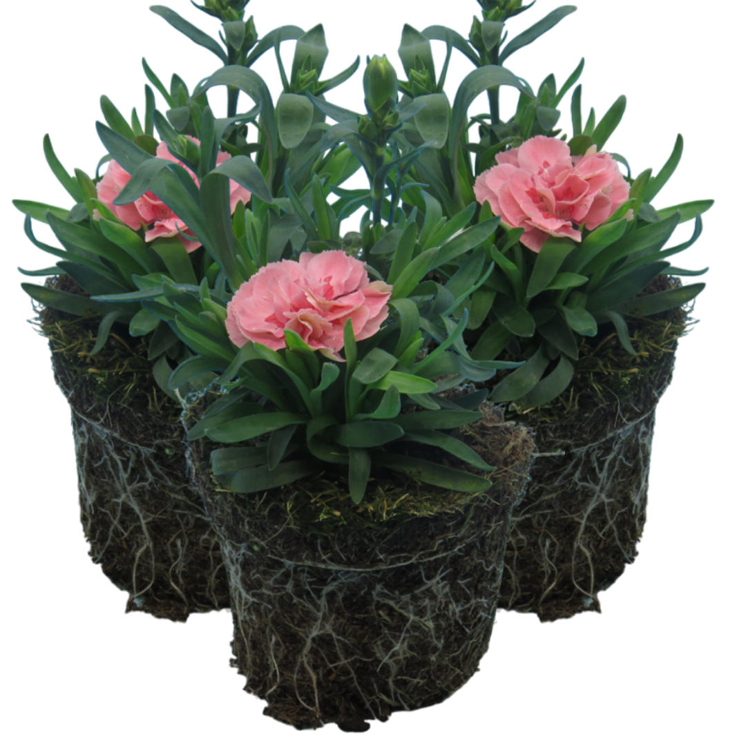 Dianthus caryophyllus 'Pink Star' from Cedar Nursery, Cobham