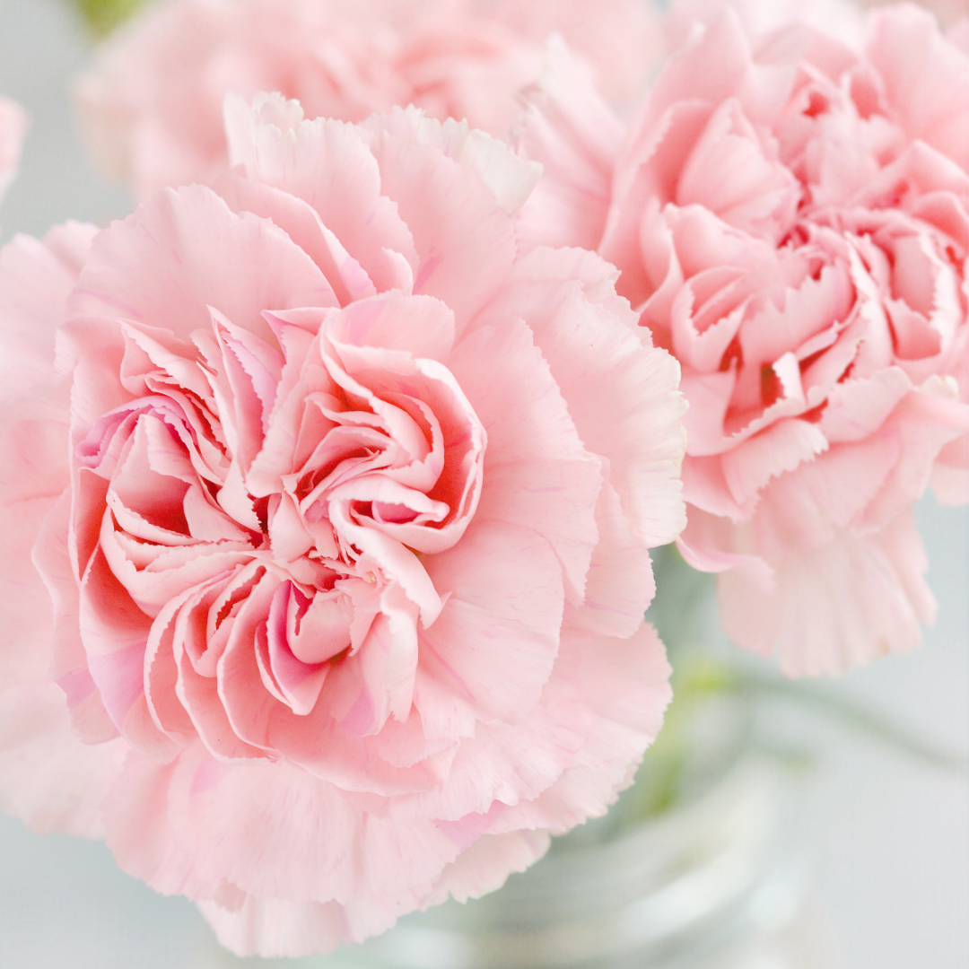 Dianthus caryophyllus 'Pink Star' from Cedar Nursery, Cobham