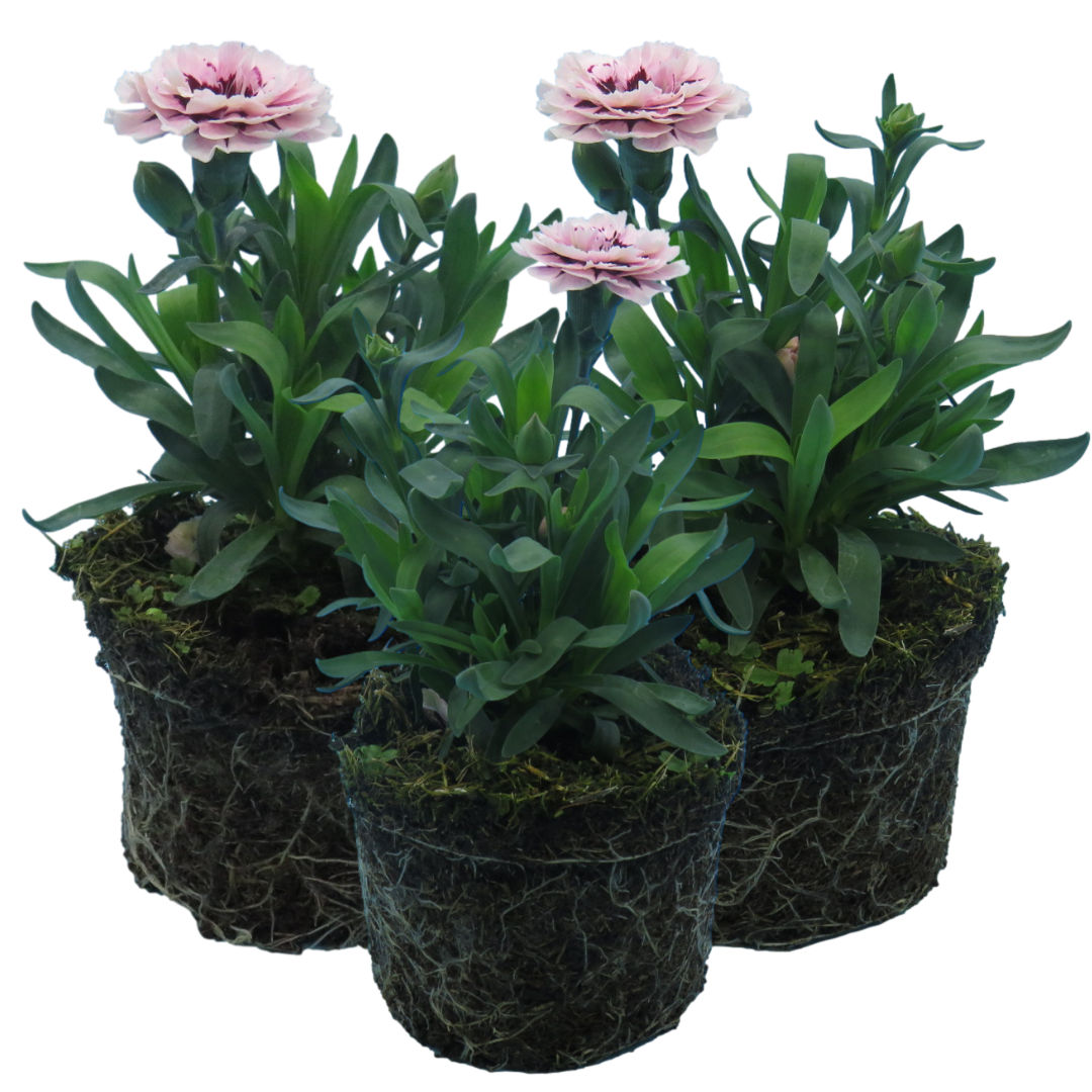 Dianthus caryophyllus 'Purple Star' from Cedar Nursery, Cobham