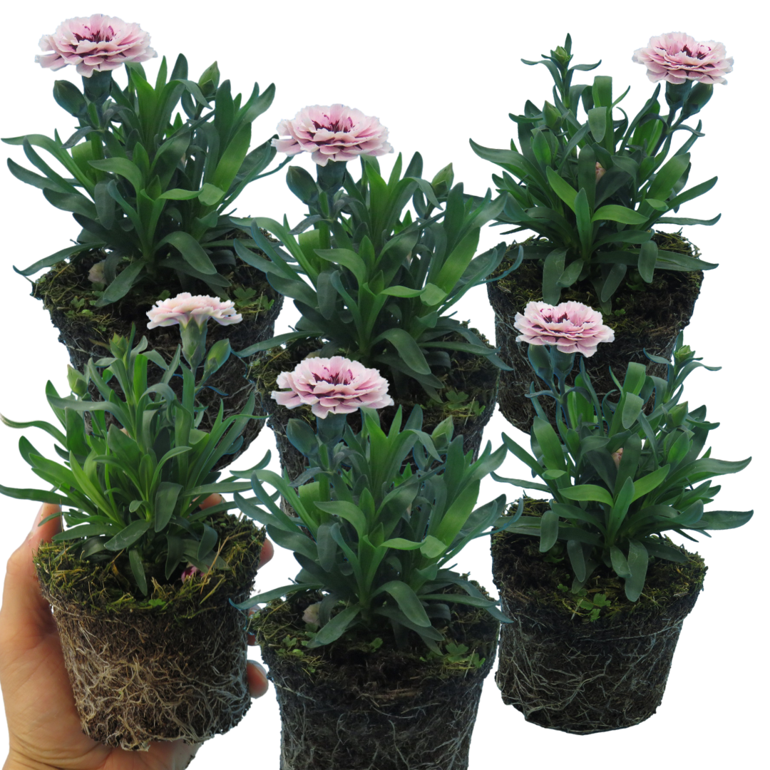 Dianthus caryophyllus 'Purple Star' from Cedar Nursery, Cobham