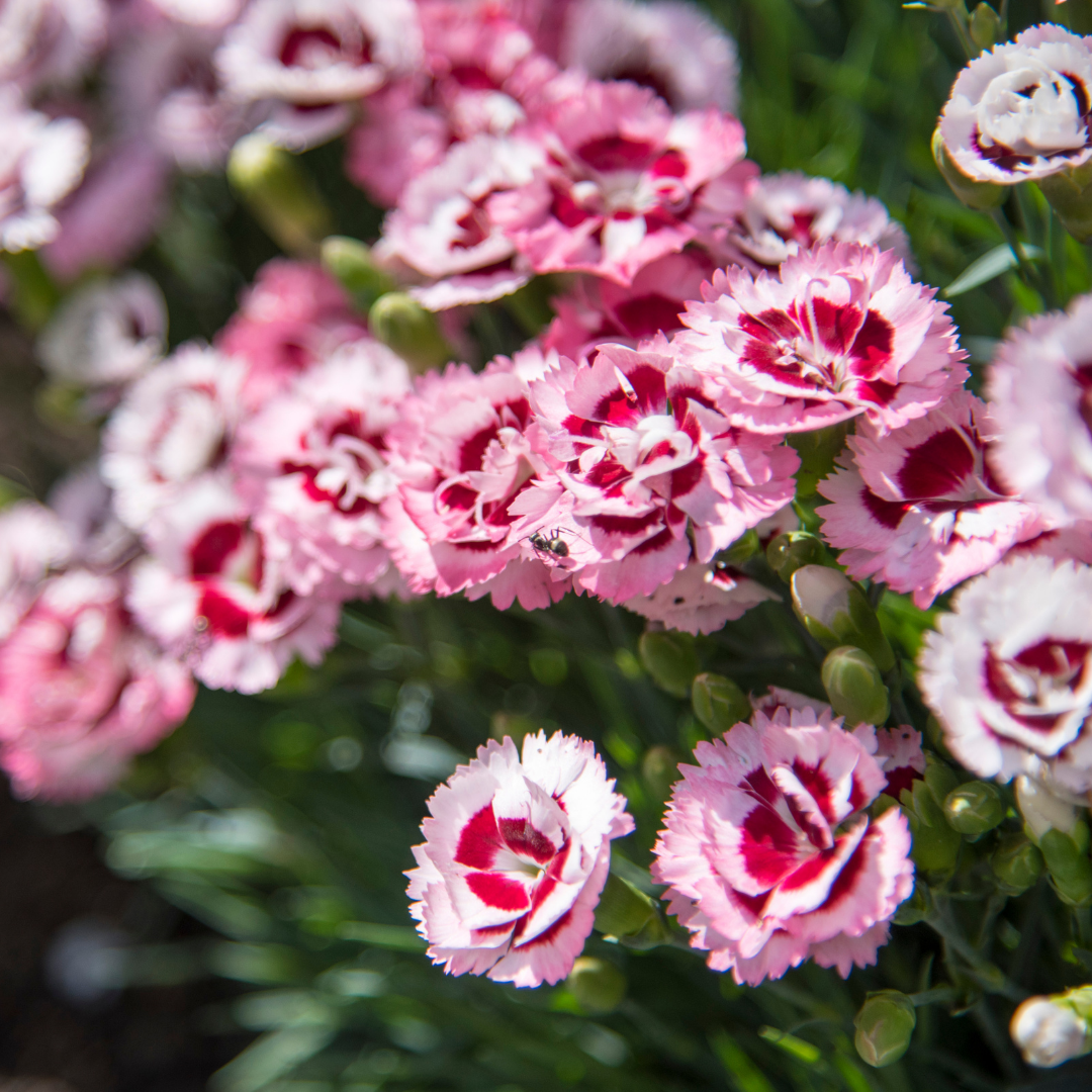 Dianthus caryophyllus 'Purple Star' from Cedar Nursery, Cobham