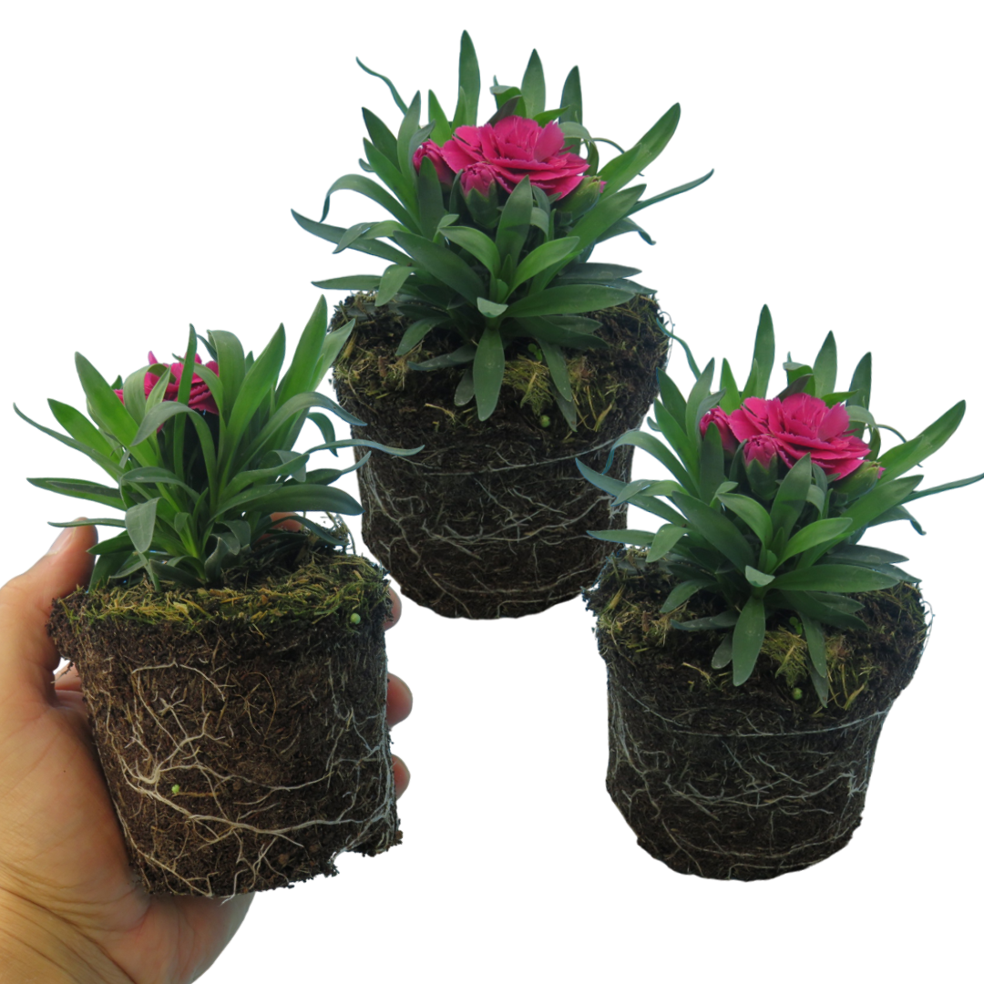 Dianthus caryophyllus 'Purple Wings' from Cedar Nursery, Cobham