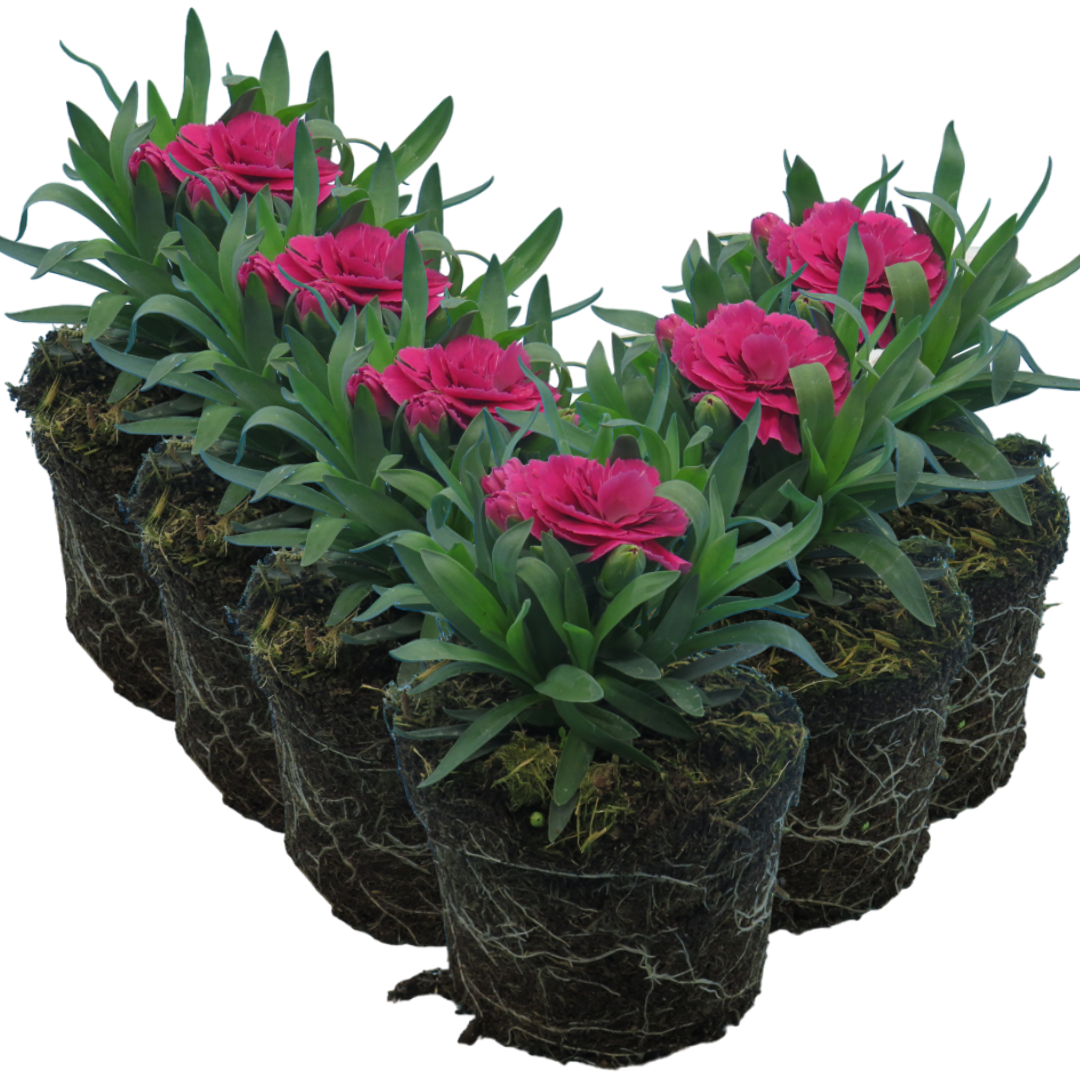 Dianthus caryophyllus 'Purple Wings' from Cedar Nursery, Cobham