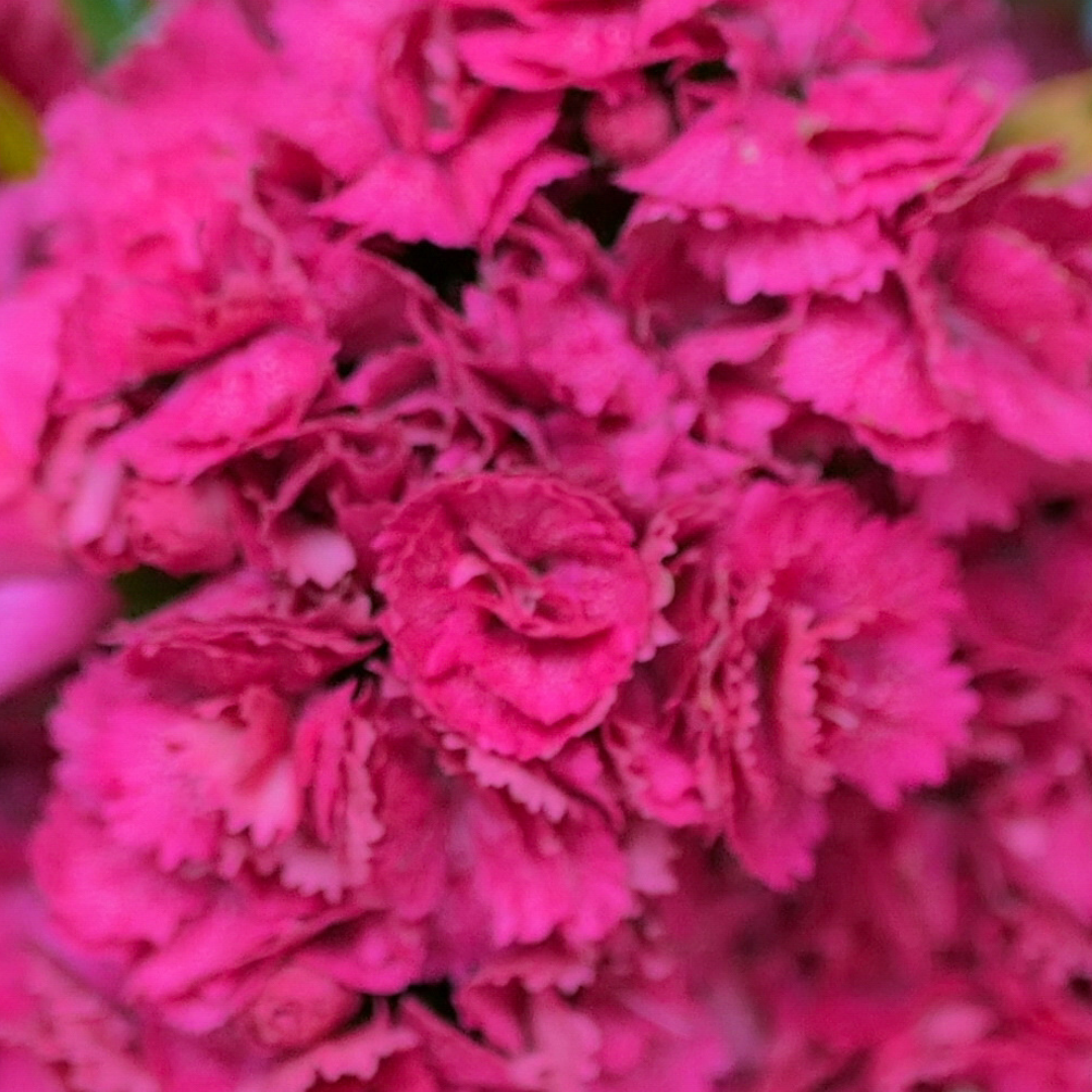 Dianthus caryophyllus 'Purple Wings' from Cedar Nursery, Cobham