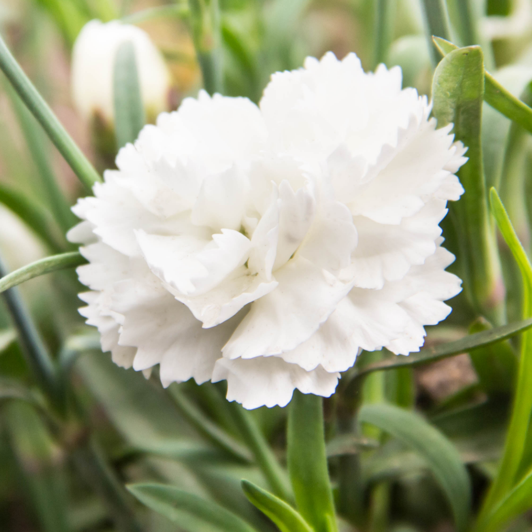 Dianthus caryophyllus 'White' from Cedar Nursery, Cobham