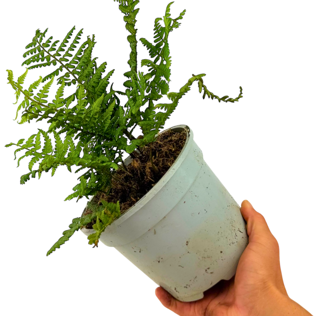 Dryopteris wallichiana Jurassic Gold ='Hollasic' from Cedar Nursery, Cobham