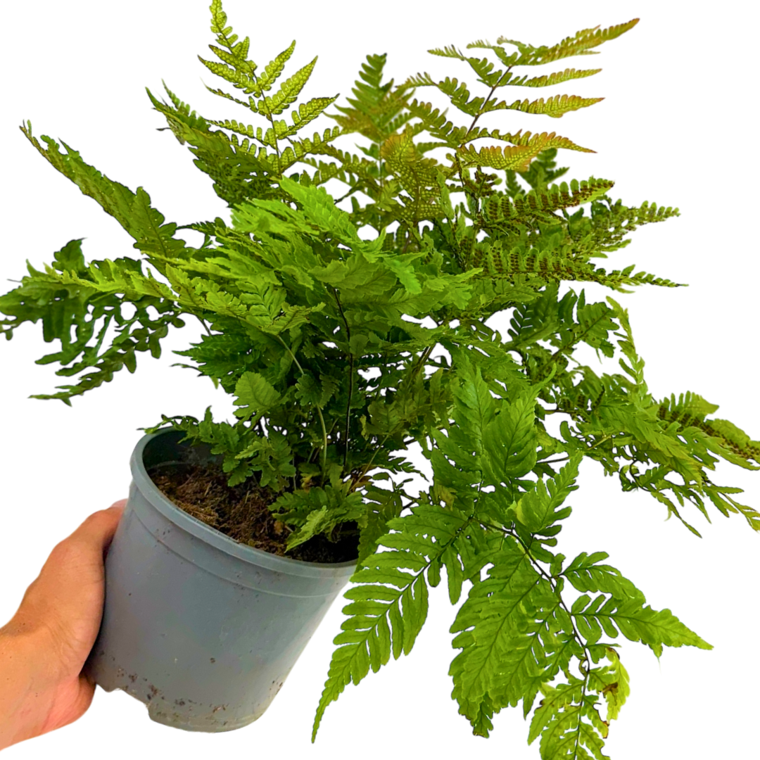 Dryopteris erythrosora from Cedar Nursery, Cobham