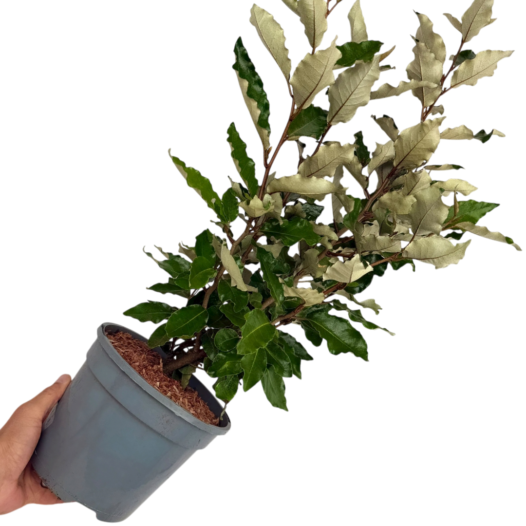 Elaeagnus x ebbingei Crispy 3L at Cedar Nursery Surrey