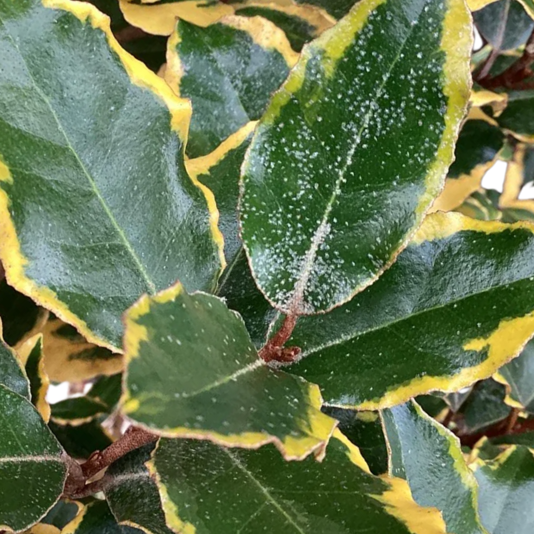 Elaeagnus x ebbingei Viveleg 3L at Cedar Nursery Surrey