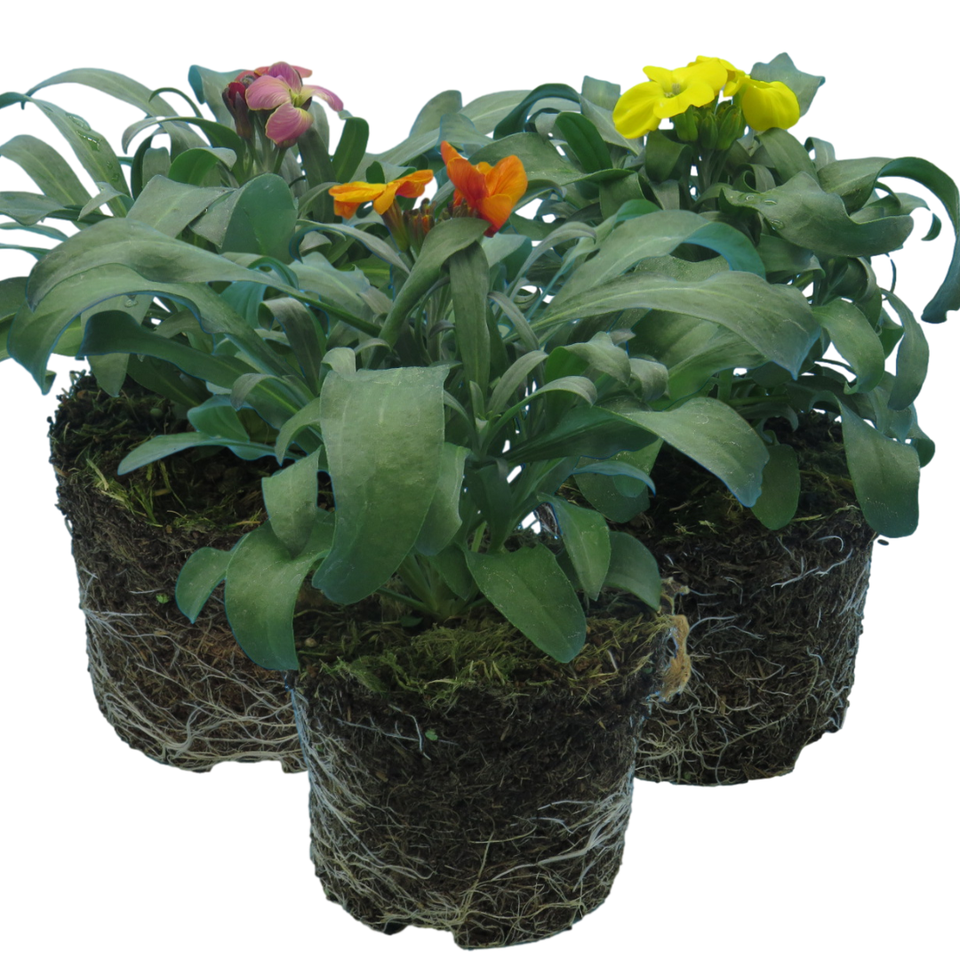 Erysimum cheiri Growers Selection from Cedar Nursery, Cobham