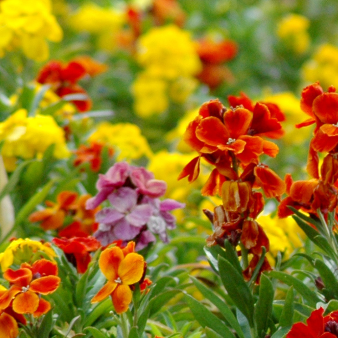Erysimum cheiri Growers Selection from Cedar Nursery, Cobham