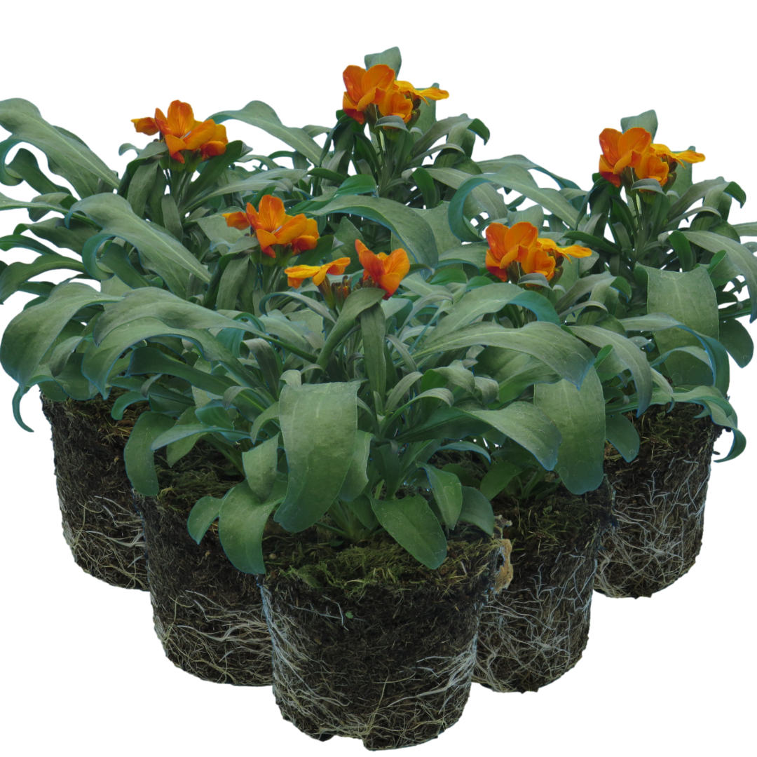 Erysimum cheiri 'Orange' from Cedar Nursery, Cobham