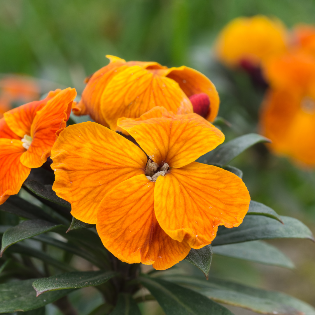 Erysimum cheiri 'Orange' from Cedar Nursery, Cobham