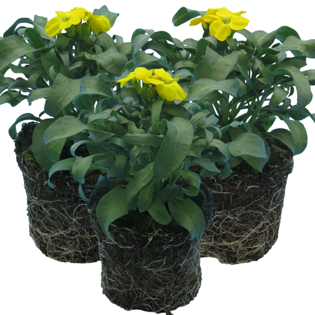 Erysimum cheiri 'Yellow' from Cedar Nursery, Cobham