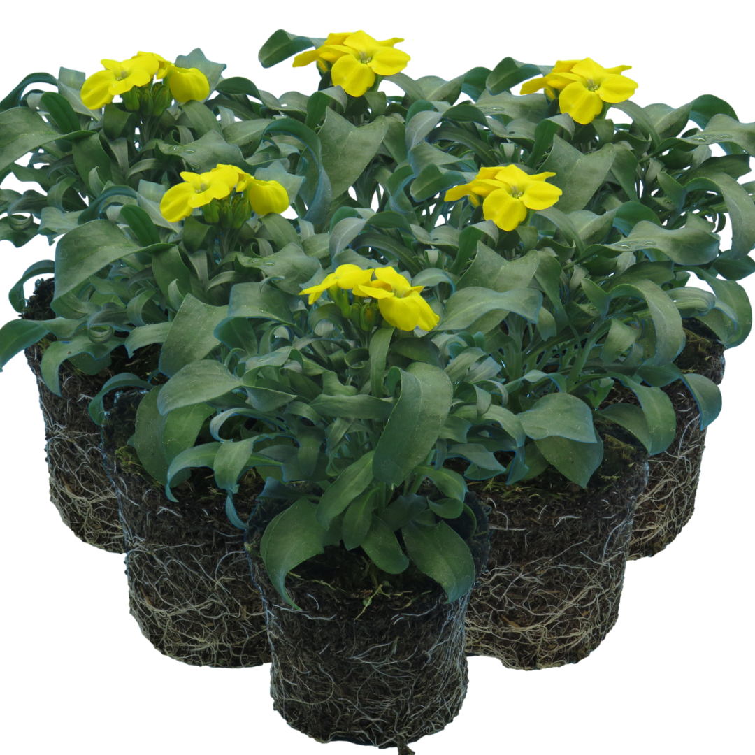 Erysimum cheiri 'Yellow' from Cedar Nursery, Cobham