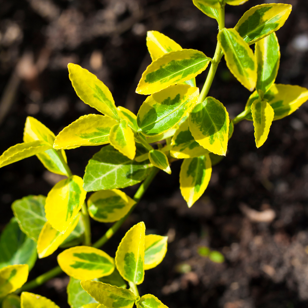Euonymus fortunei Emerald n Gold 2L at Cedar Nursery Surrey