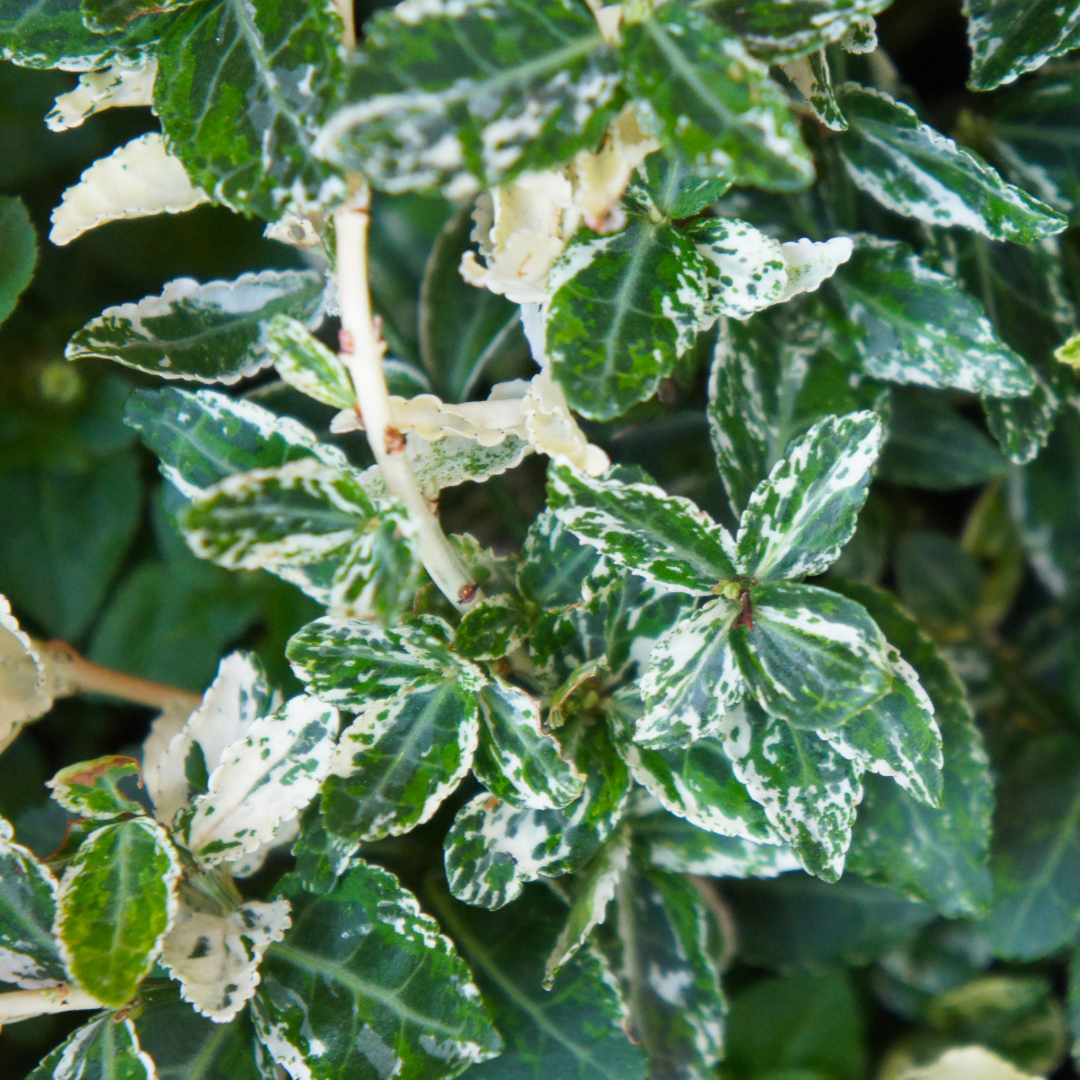 Euonymus fortunei Harlequin 2L at Cedar Nursery Surrey