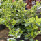 Buy Euonymus fortunei 'Harlequin' direct from Cedar Garden Nursery, Surrey
