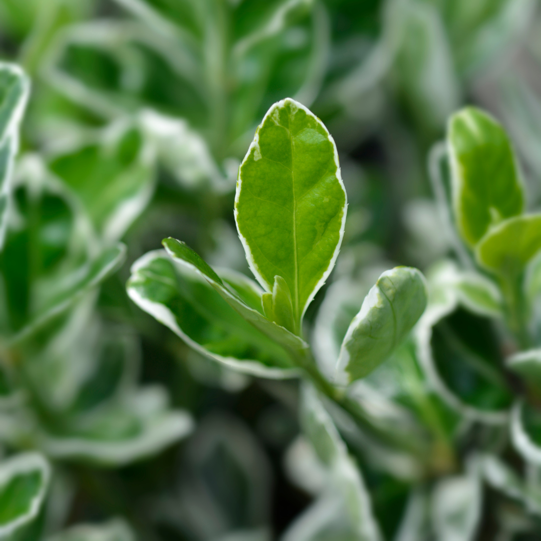 Euonymus fortunei Kathy 2L at Cedar Nursery Surrey