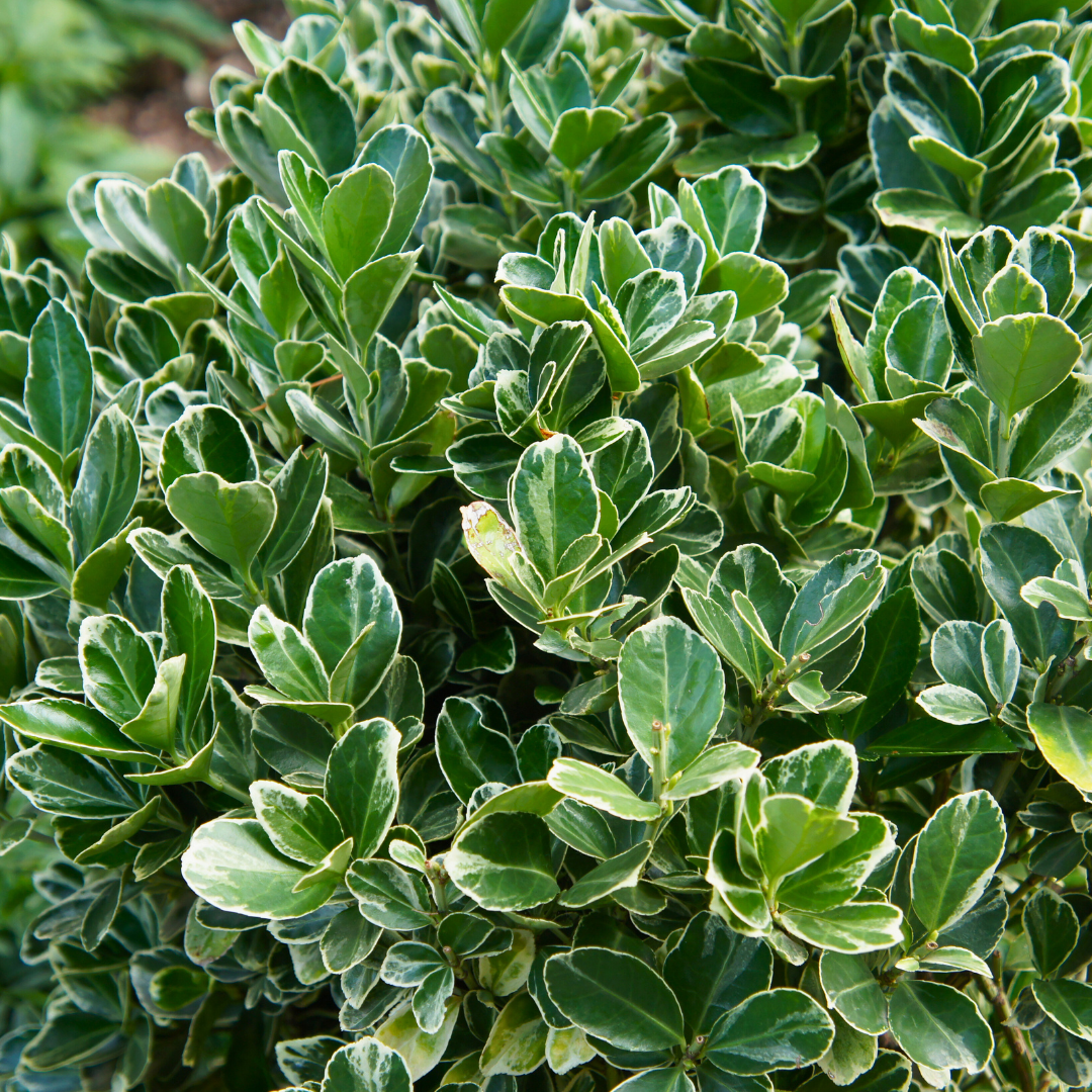 Euonymus japonicus Albomarginatus 2L at Cedar Nursery Surrey
