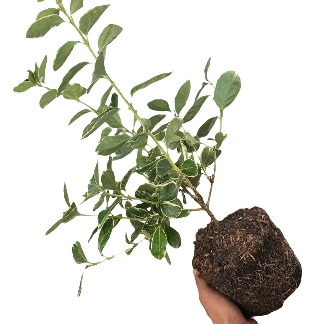 Euonymus japonicus Albomarginatus 2L at Cedar Nursery Surrey