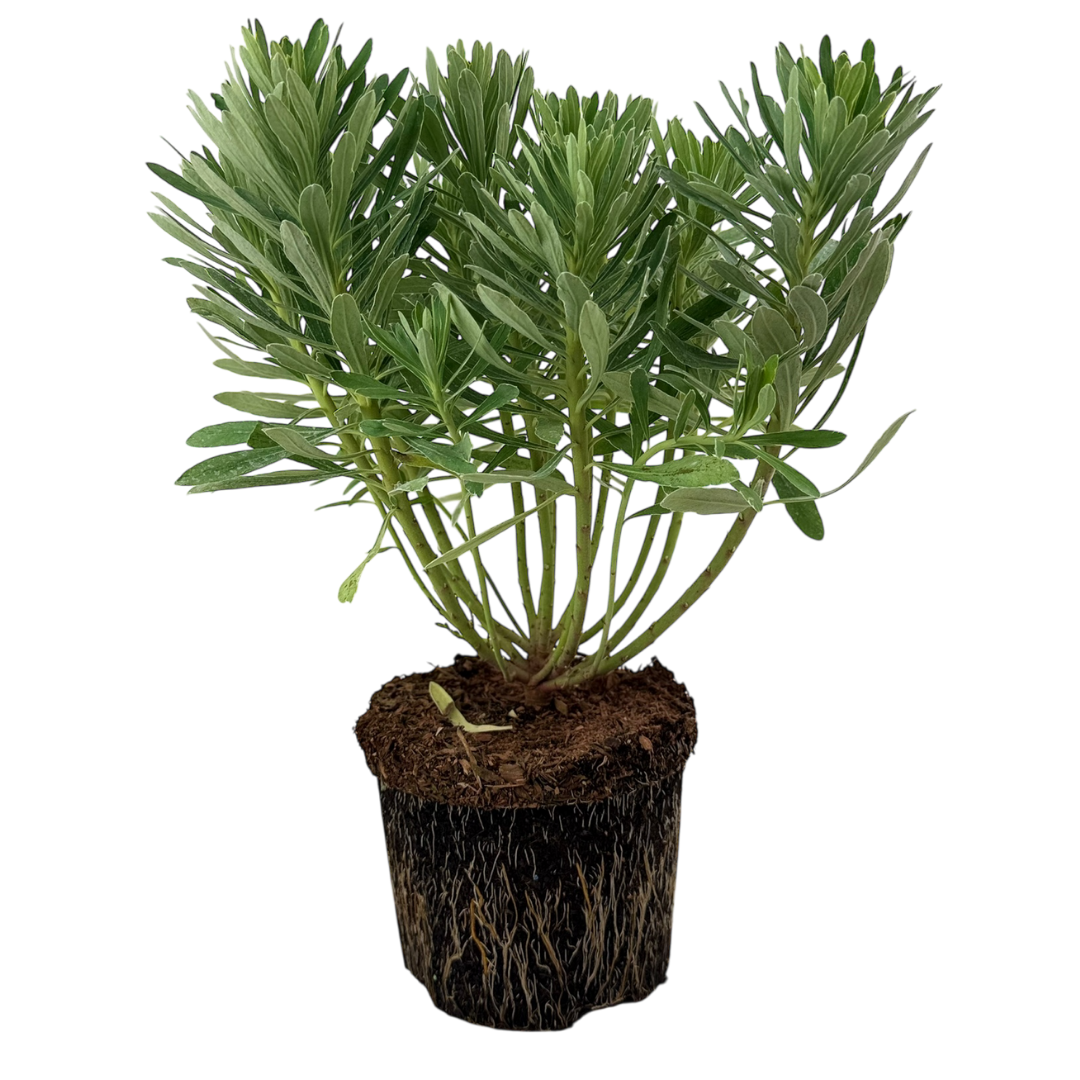 Euphorbia characias 'Silver Edge' (v) from Cedar Nursery, Cobham