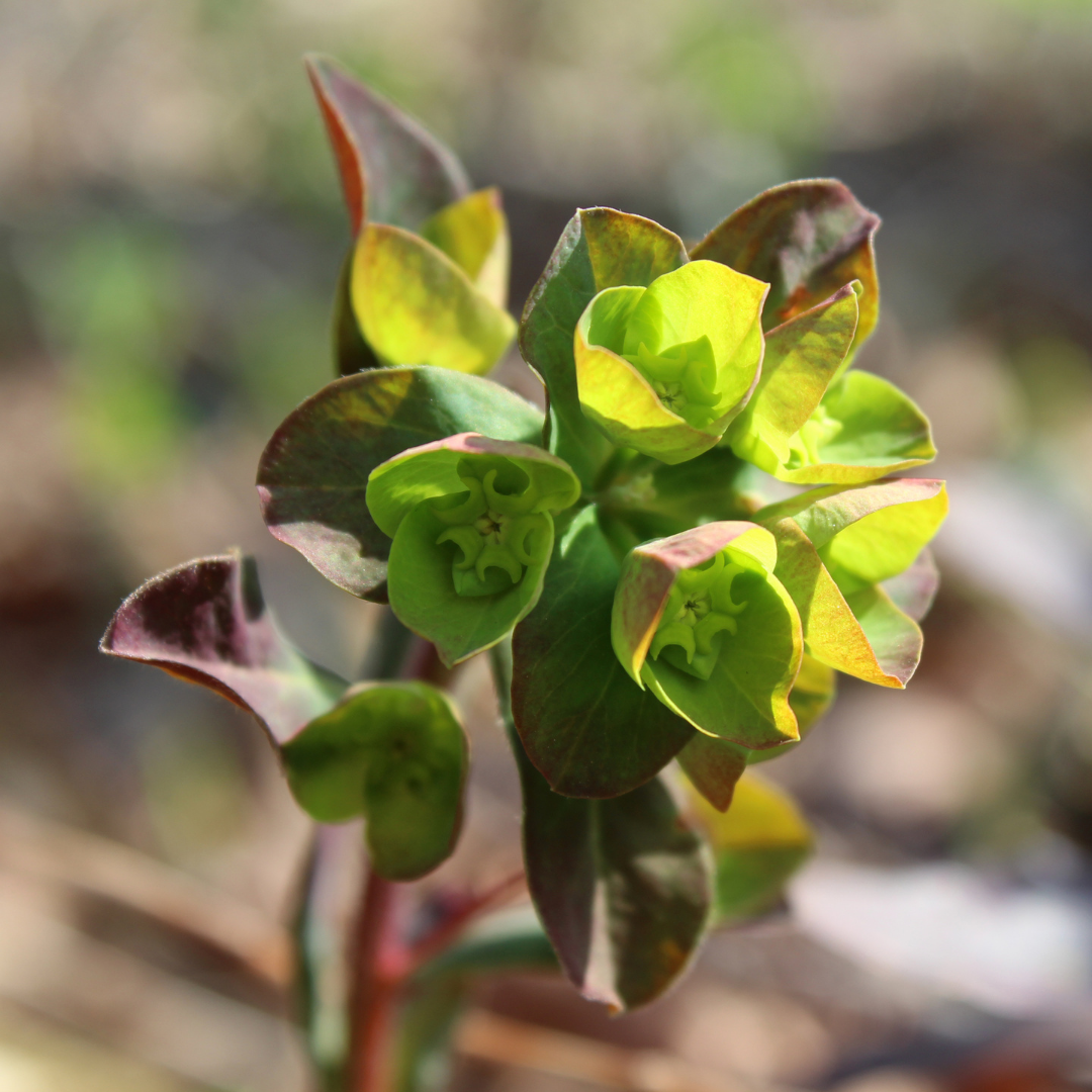 Euphorbia amygdaloides 'Purpurea' from Cedar Nursery, Cobham