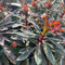 Buy Euphorbia amygdaloides 'Purpurea' direct from Cedar Garden Nursery, Surrey