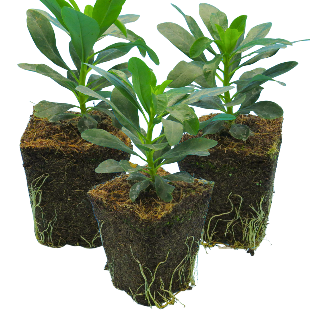 Euphorbia amygdaloides var robbiae 1L at Cedar Nursery Surrey