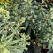 Buy Euphorbia characias Silver Swan ='Wilcott' online or instore from Cedar Garden Nursery in Surrey