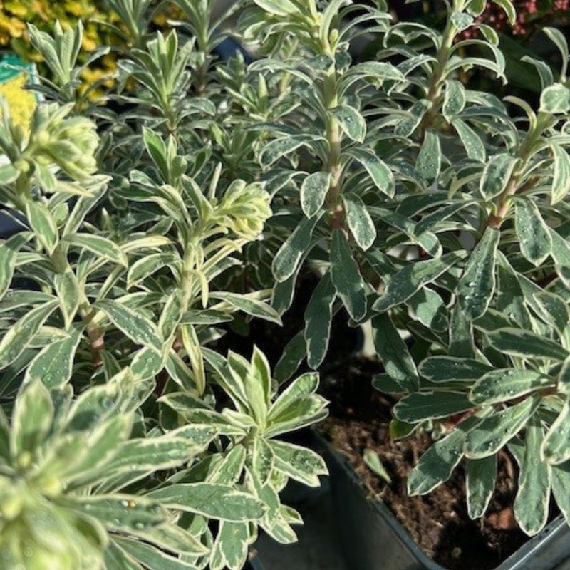Buy Euphorbia characias Silver Swan ='Wilcott' online or instore from Cedar Garden Nursery in Surrey