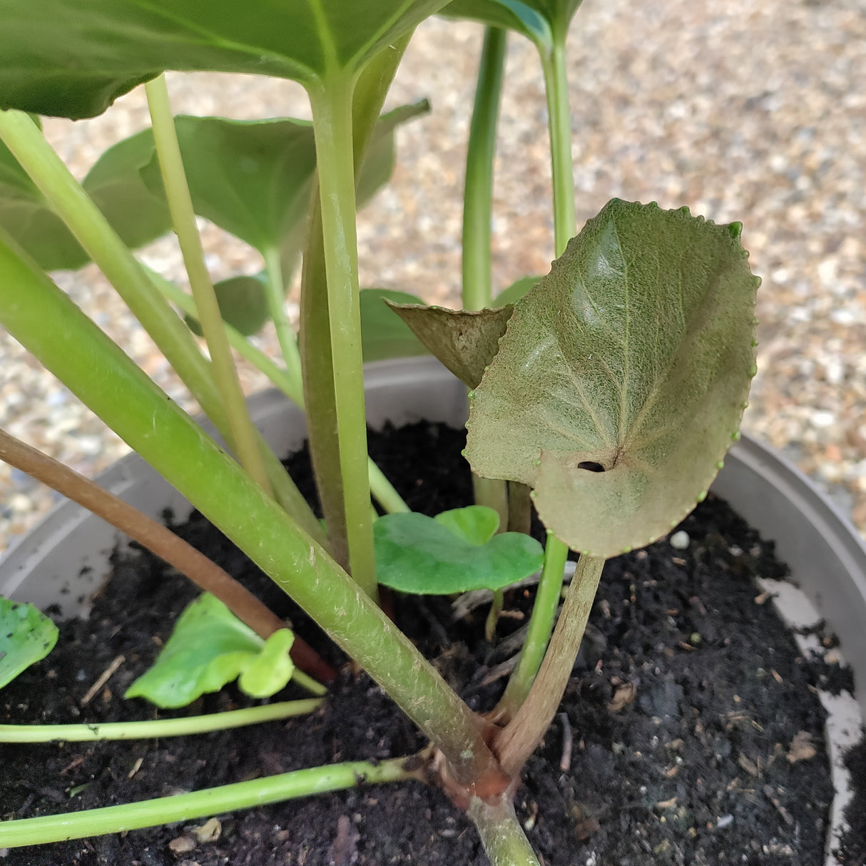 New leaf growing on a Farfugium at Cedar Nursery Cobham