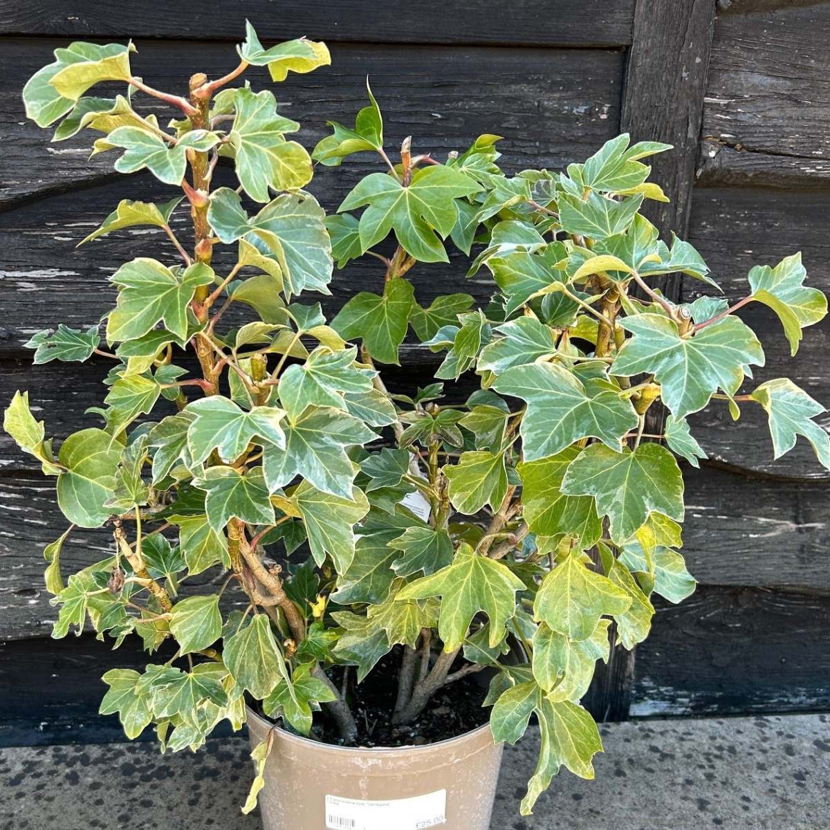Buy Fatshedera lizei 'Variegata' direct from Cedar Nursery, Surrey