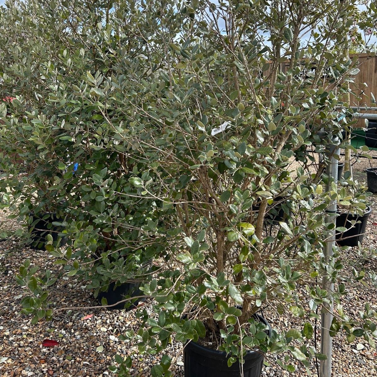 Feijoa sellowiana