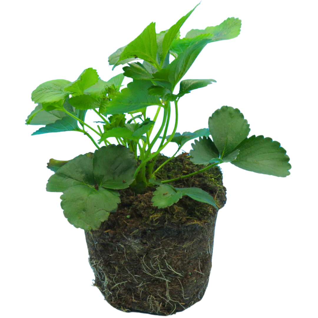 Fragaria x ananassa Summer Breese Rose Strawberry 2L at Cedar Nursery Surrey