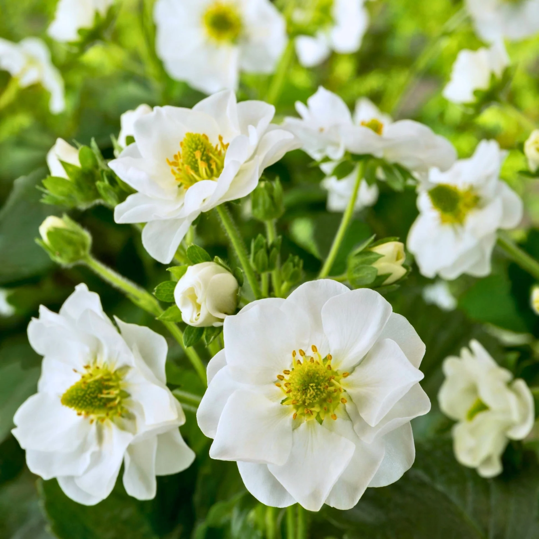 Fragaria x ananassa Summer Breese Snow Strawberry 2L at Cedar Nursery Surrey