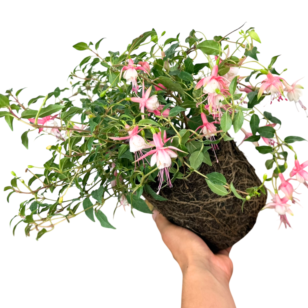 Fuchsia 'Alice Hoffman' (d) from Cedar Nursery, Cobham